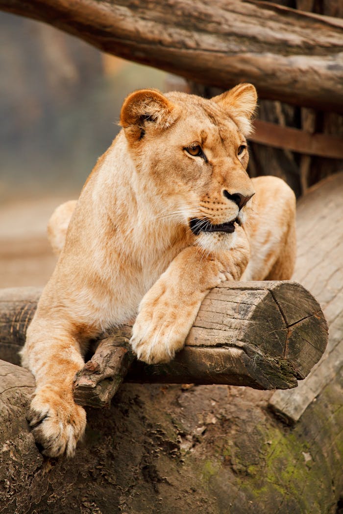 Close-up of a calm lioness lying on a wooden log in a natural setting.