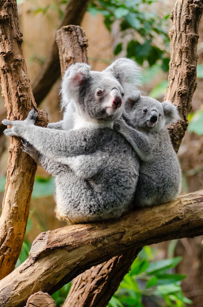 Adorable koala mother and baby in a tree, showcasing wildlife in their natural habitat.